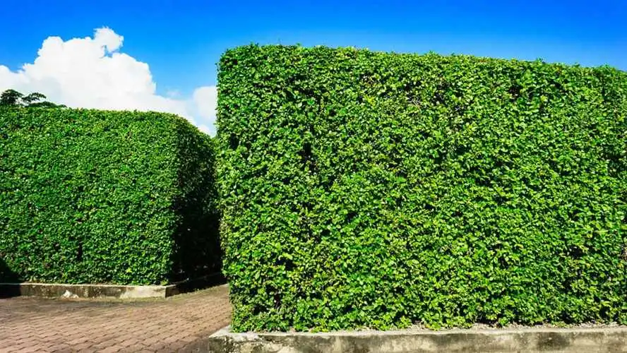 现代小范围园林景观设计