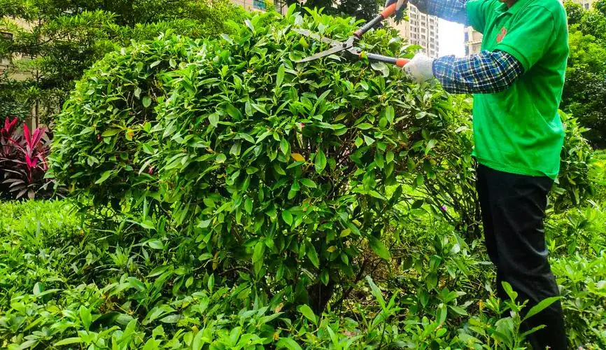 句容市政绿化属于什么行业类型