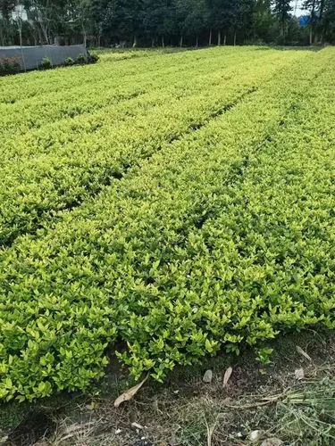 长兴园三期绿化工程