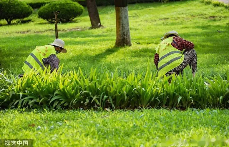 中国园林管理亟待改善：城市绿地缺失、植物选择不合理成主要问题